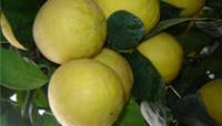 Фото Сделать домашнюю заготовку на зиму Лимоны соленые