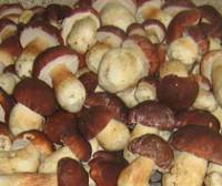 Условия хранения грибов