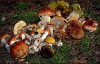 Фото Сделать домашнюю заготовку на зиму Маринованные грибы по-сибирски