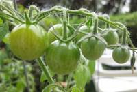 Рецепт Лечо из зеленых помидоров