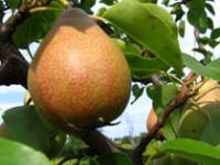 Рецепт Компот из груш, персиков, айвы и винограда