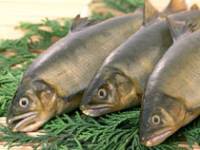 Хранение рыбных продуктов в домашних условиях