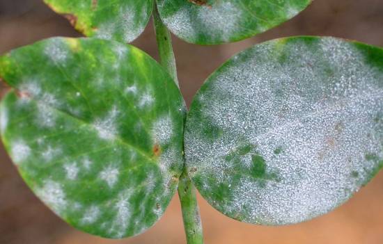 Виды болезней, поражающих комнатные растения, и их лечение