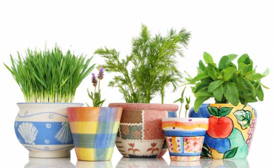 Можно ли выращивать в домашних условиях?