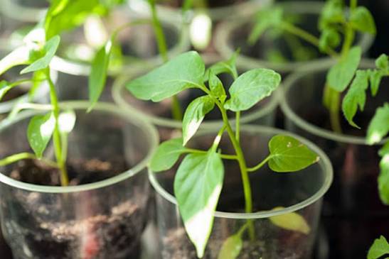 Какие растения можно выращивать дома на подоконнике?