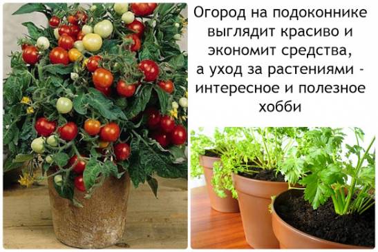 Как выращивать овощи в домашних условиях зимой?