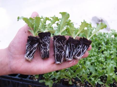 Какие растения можно выращивать зимой на подоконнике?