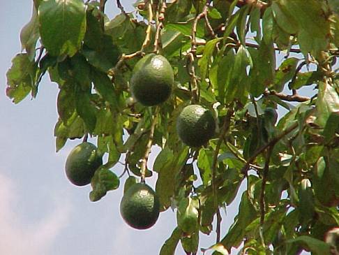 Советы по выращиванию авокадо из косточки дома