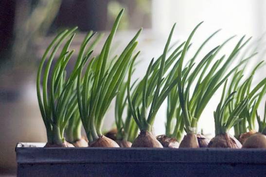 Огород на подоконнике: как вырастить, что посадить