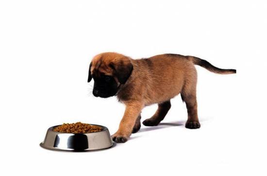 Чем нельзя кормить собаку: хозяевам на заметку