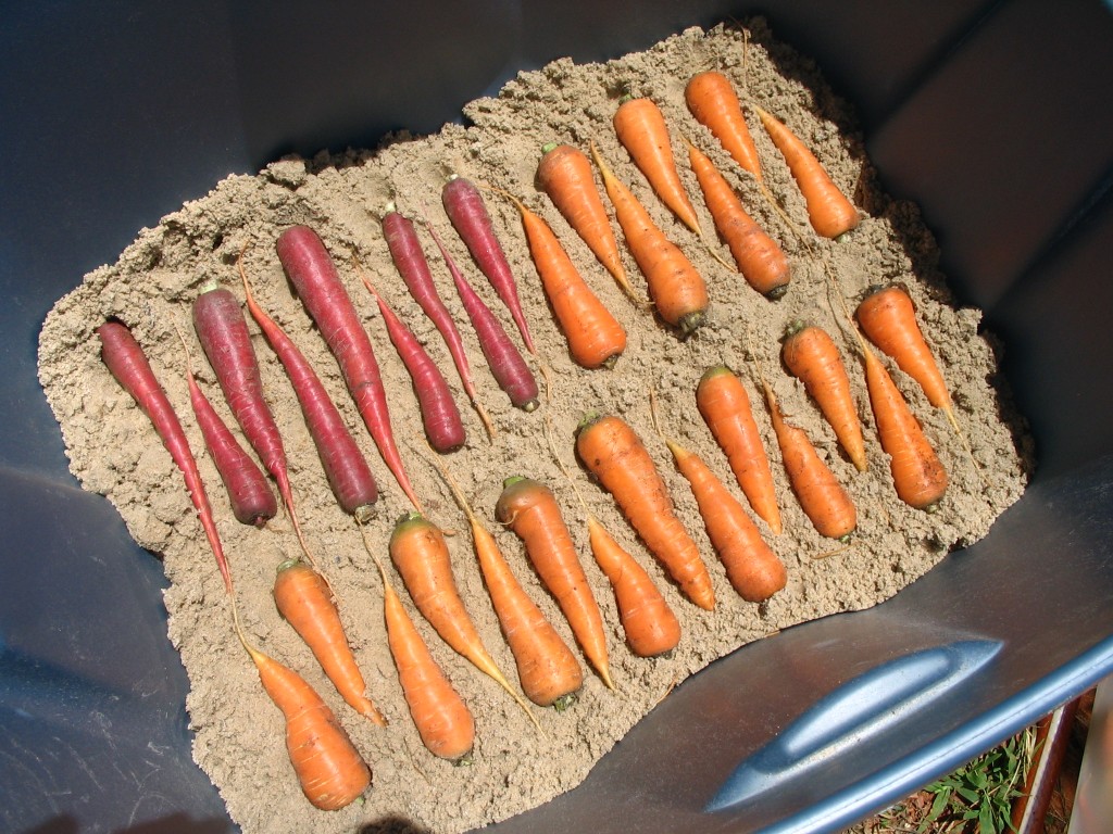 Как лучше хранить морковь. Хранение моркови. Морковь в песке. Хранение моркови в песке в погребе. Морковь в погребе.