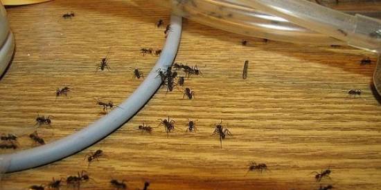 Как избавиться от муравьёв в квартире?