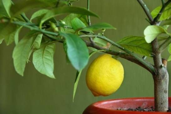 Как выращивать лимон из косточки в домашних условиях инструкция?
