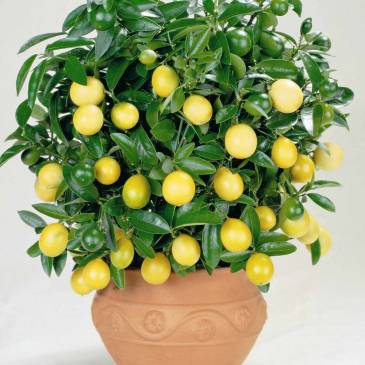 Как вырастить легко и просто лимон из косточки