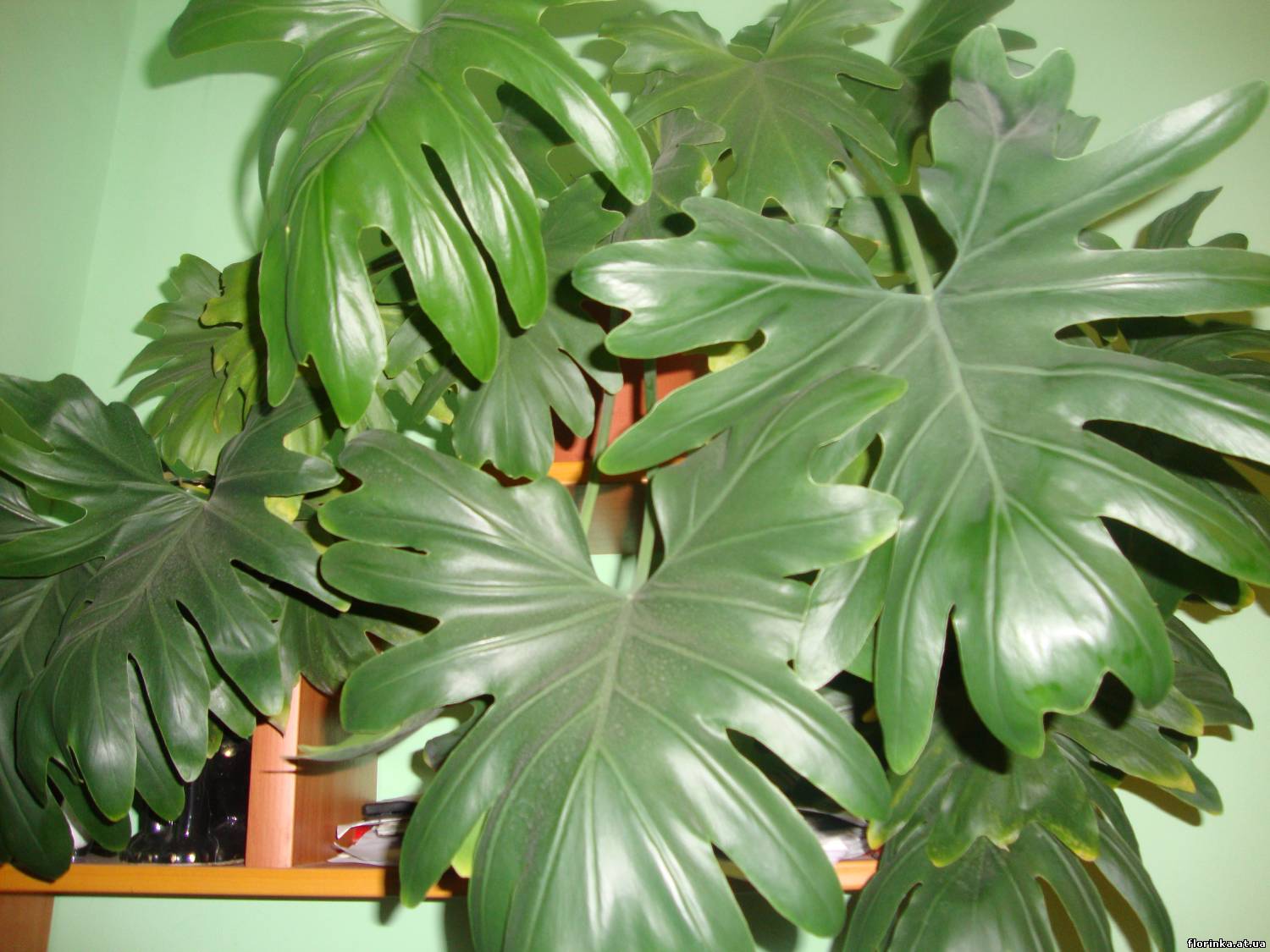 Комнатные растения большие листья фото с названиями. Филодендрон дваждыперистый. Филодендрон Селло. Филодендрон Джангл буги. Филодендрон дваждыперистонадрезный.