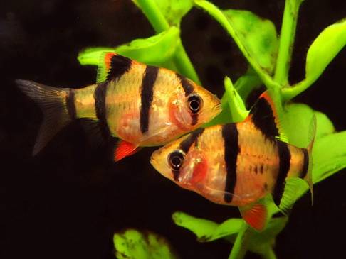 Барбус суматранский: содержание аквариумной рыбки в домашних условиях