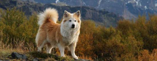Исландская собака: надёжный охранник и верный компаньон
